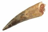 Bargain, Real Fossil Spinosaurus Tooth - Large Dinosaur Tooth #347206-1
